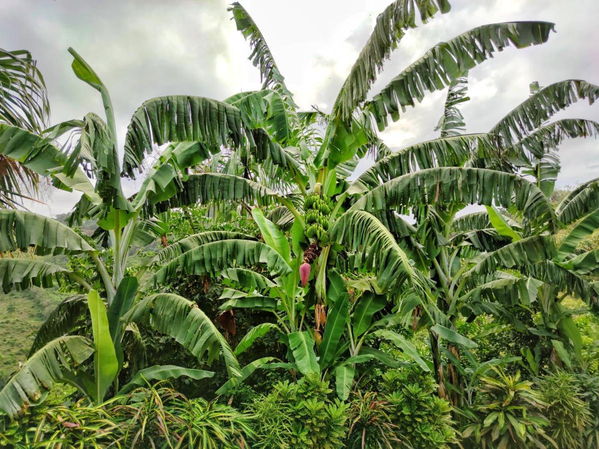 Finca Cuipo Buritaca Exteriör bild